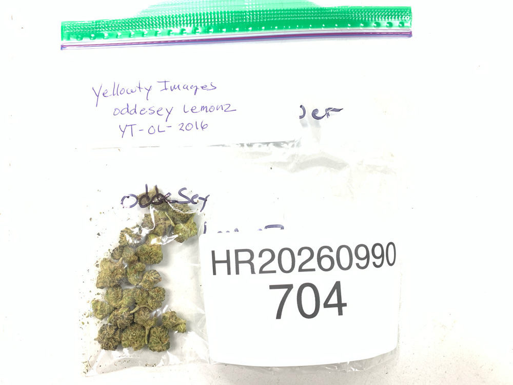 Oddesey Lemonz cannabis flower product image
